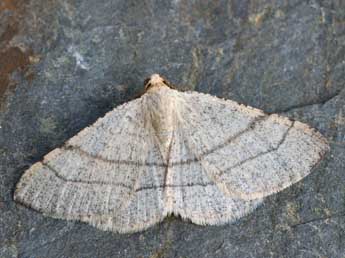 Adactylotis gesticularia Hb. adulte - �Daniel Morel