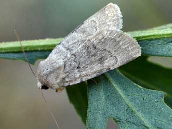 Caradrina gilva Donz. adulte - �Daniel Morel