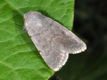 Caradrina gilva Donz. adulte - �Philippe Mothiron