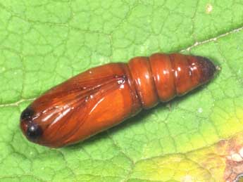  Chrysalide de Caradrina gilva Donz. - �Philippe Mothiron