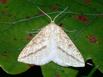 Aspitates gilvaria D. & S. adulte - �Philippe Mothiron