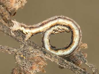  Chenille de Aspitates gilvaria D. & S. - �Daniel Morel