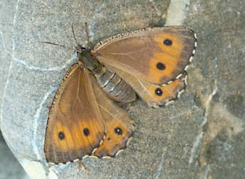 Oeneis glacialis Moll adulte - �Daniel Morel