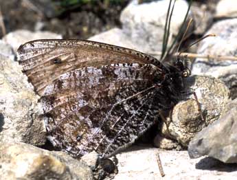 Oeneis glacialis Moll adulte - �Tristan Lafranchis