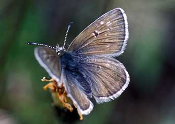 Agriades glandon Prun. adulte - �Tristan Lafranchis