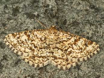 Heliomata glarearia D. & S. adulte - �Daniel Morel