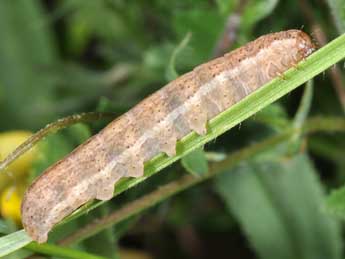  Chenille de Eugnorisma glareosa Esp. - �Philippe Mothiron