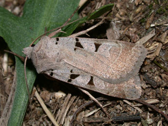 Eugnorisma glareosa Esp. adulte - �Philippe Mothiron