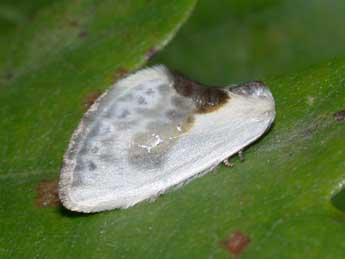 Cilix glaucata Scop. adulte - �Philippe Mothiron