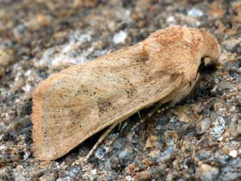 Episema glaucina Esp. adulte - �Daniel Morel