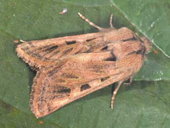 Episema glaucina Esp. adulte - �Philippe Mothiron