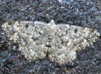 Charissa glaucinaria Hb. adulte - �Daniel Morel