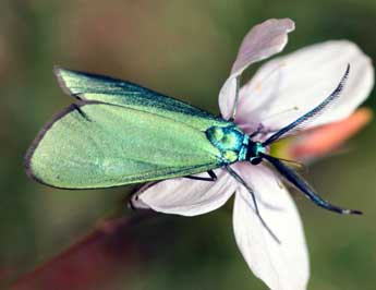 Jordanita globulariae Hb. adulte - �Daniel Morel