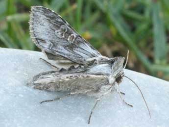 Cucullia gnaphalii Hb. adulte - �Daniel Morel