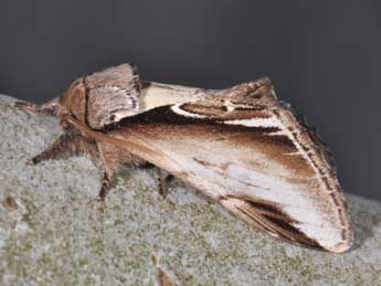 Pheosia gnoma F. adulte - �Philippe Mothiron