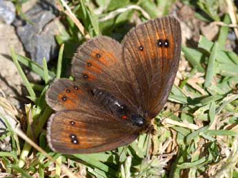 Erebia gorgone Bsdv. adulte - �Daniel Morel