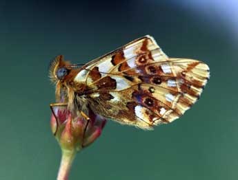 Boloria graeca Stgr adulte - �Tristan Lafranchis