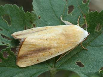 Pardoxia graellsii Feist. adulte - �Daniel Morel