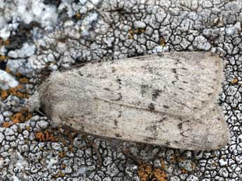 Epipsilia grisescens F. adulte - �Daniel Morel