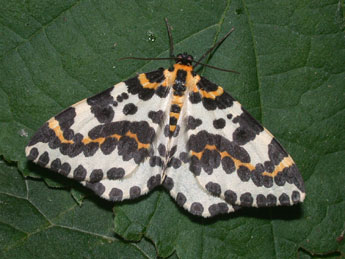 Abraxas grossulariata L. adulte - �Philippe Mothiron