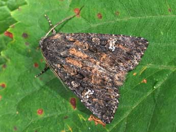 Trigonophora haasi Stgr adulte - �Philippe Mothiron