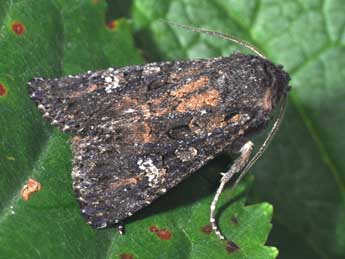 Trigonophora haasi Stgr adulte - �Philippe Mothiron