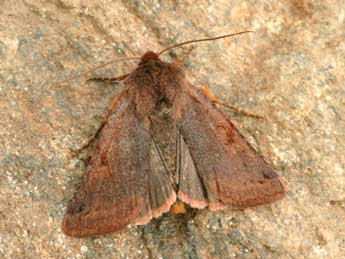 Anchoscelis haematidea Dup. adulte - �Daniel Morel