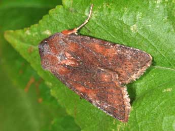 Anchoscelis haematidea Dup. adulte - �Philippe Mothiron