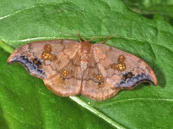 Sabra harpagula Esp. adulte - �Philippe Mothiron