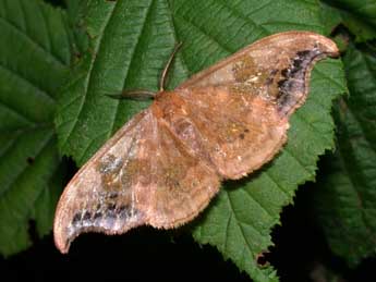 Sabra harpagula Esp. adulte - �Philippe Mothiron