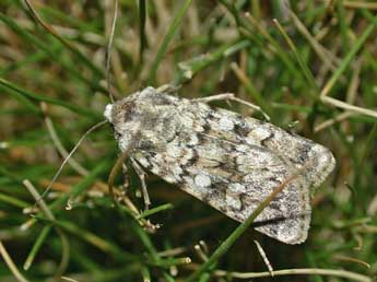 Euxoa haverkampfi Stdf. adulte - �Herv� Guyot