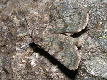 Euxoa haverkampfi Stdf. adulte - �Philippe Mothiron