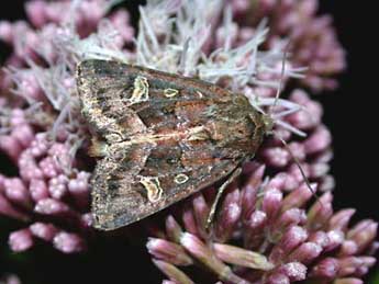 Celaena haworthii Curt. adulte - �Herv� Guyot