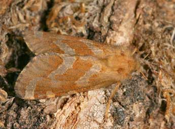 Phymatopus hecta L. adulte - �Daniel Morel