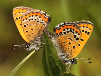 Lycaena helle D. & S. adulte - �Daniel Morel