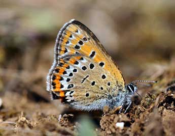 Lycaena helle D. & S. adulte - �Daniel Morel