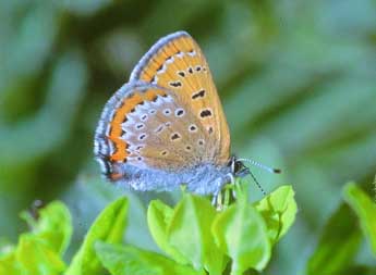 Lycaena helle D. & S. adulte - �Fran�ois Fournier