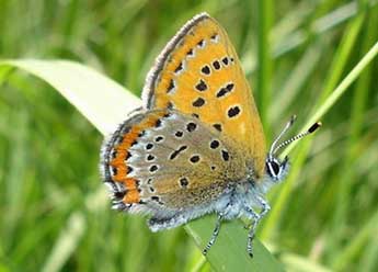Lycaena helle D. & S. adulte - �Jean-Pierre Arnaud
