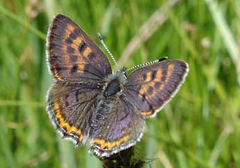 Lycaena helle D. & S. adulte - �Jean-Pierre Arnaud