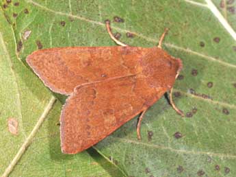 Anchoscelis helvola L. adulte - �Philippe Mothiron