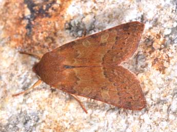 Anchoscelis helvola L. adulte - �Philippe Mothiron