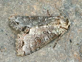 Polia hepatica Cl. adulte - �Daniel Morel