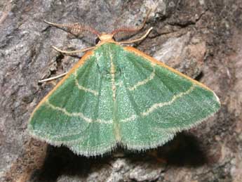 Microloxia herbaria Hb. adulte - �Philippe Mothiron