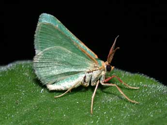 Microloxia herbaria Hb. adulte - �Philippe Mothiron