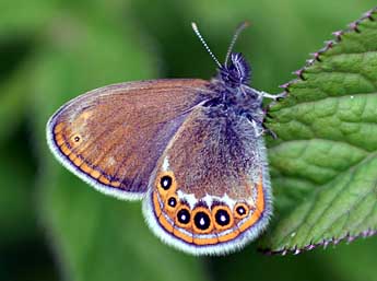 Coenonympha hero L. adulte - �Daniel Morel