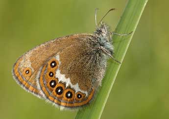 Coenonympha hero L. adulte - �David Demerges