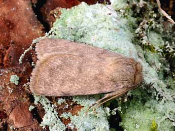 Autophila hirsuta Stgr adulte - �Daniel Morel