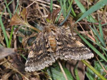 Lycia hirtaria Cl. adulte - �Philippe Mothiron