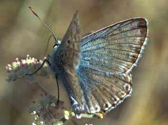 Lysandra hispana H.-S. adulte - �Tristan Lafranchis