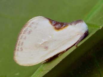 Cilix hispanica Perez de G adulte - �Graham Wenman